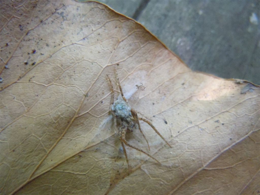 Strano ragno morto: Anyphaena sp.